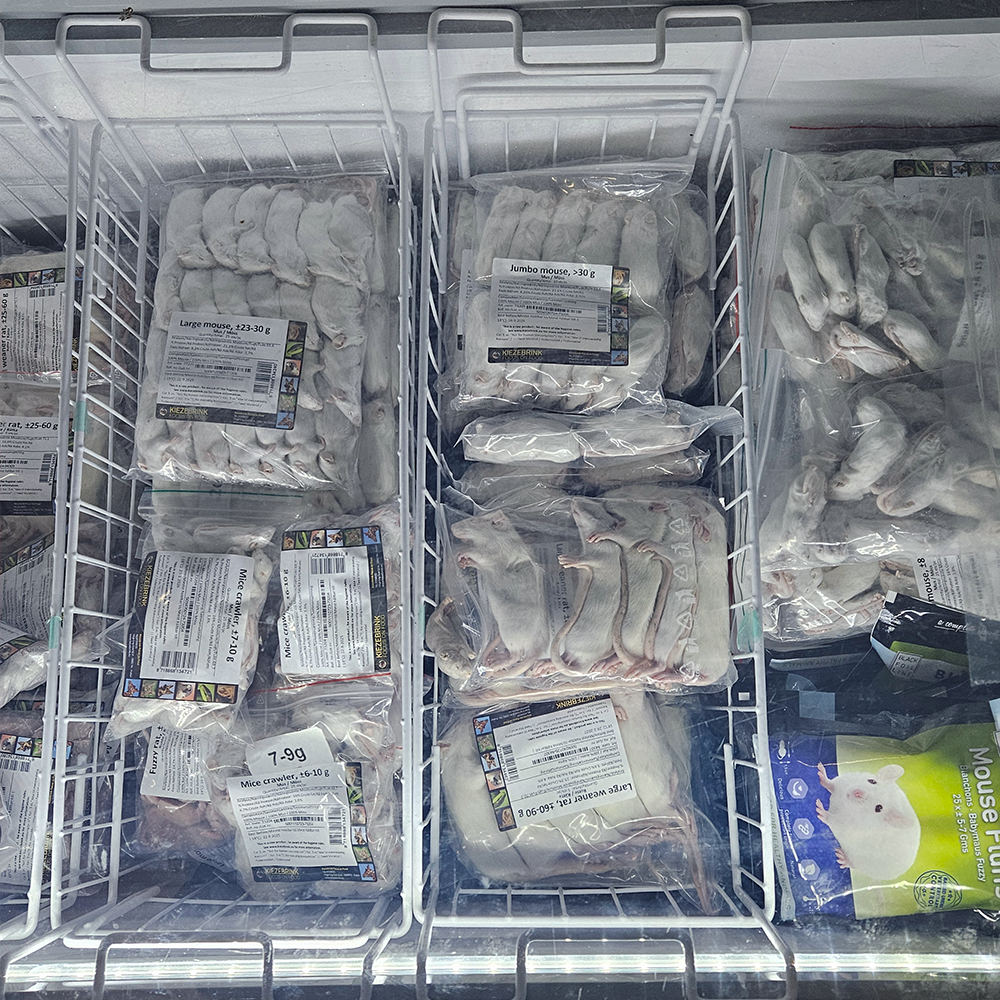 Frosne rotter og mus