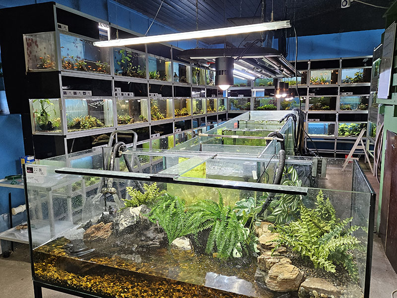 Stort utvalg av akvarier og fisk